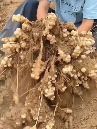开始挖洋姜啦#新鲜现挖洋姜#家庭种植 #看过来 #收获满满