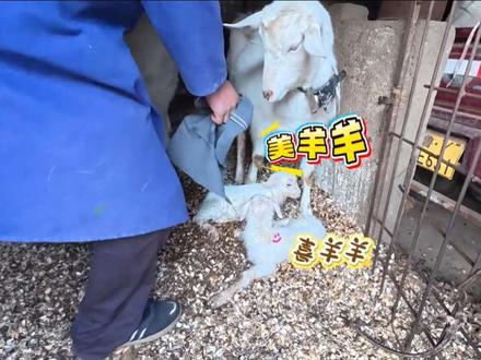 羊宝宝顺利出生#农村#乡村#羊宝宝#喜羊羊 #羊宝宝