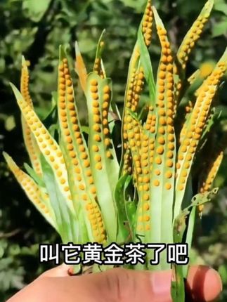 #男士神仙单品 乡村生活 黄金草茶 大自然的馈赠 大山里的味道 #嗷嗷叫茶 #黄金草#三农