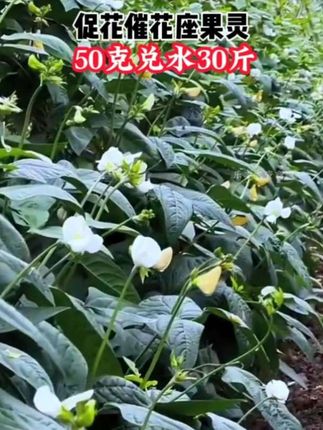 促花催花座果灵 促花保果提高产量,促花芽分化#农业种植 #促花催花坐果灵 #促花芽分化 #果树种植