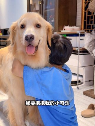 狗:半天被抱了八百回 #金毛 #不养狗不知道养狗的乐趣 #萌宠出道计划 #狗狗的心思都写在脸上了 #我和小狗一起长大