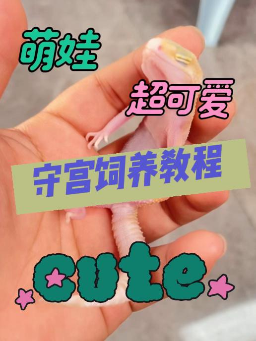 收到货宝子们可以看一下饲养教程、超简单、超好玩#人工繁殖 #守宫