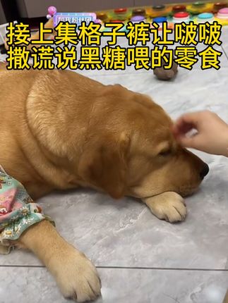 啵啵太仁义了#张啵啵 #啵啵不是老抽 #不是老抽 #狗狗 #狗狗的心思都写在脸上了 @张啵啵 @啵啵不是老抽