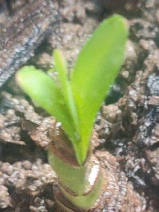 #爱生活爱养花 #家庭种植 #阳台种植 #庭院种植