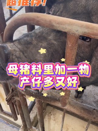 喂母猪加上它好养到让你不敢相信#养母猪 #养猪人加油干 #养猪知识