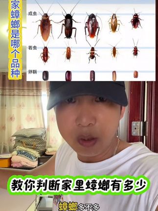 选对药事半功倍,选错药一切白费,你认可这句话吗?萌字号蟑螂克星为你扫除蟑螂困扰!无色无味,婴宠家庭适用!#蟑螂怎么消灭最彻底 #蟑螂药 #蟑螂克星 #灭蟑螂 #灭蟑螂神器
