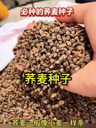 荞麦种子甜荞麦苦荞麦苦荞花荞红花荞种籽蜜源苗芽菜种子三角麦#荞麦种子
