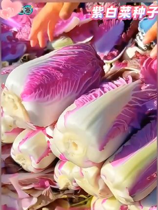 #紫白菜 营养丰富,生吃脆甜爽口,热炒涮火锅也是鲜软入味,好吃好种,不爱生虫#紫白菜种子 #阳台花盆小院均可种植