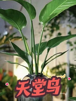 大肚瓶2株水培天堂鸟净化空气桌面装饰高40CM左右极简实拍图#天堂鸟#室内盆栽#室内绿植#净化空气#好养的绿植