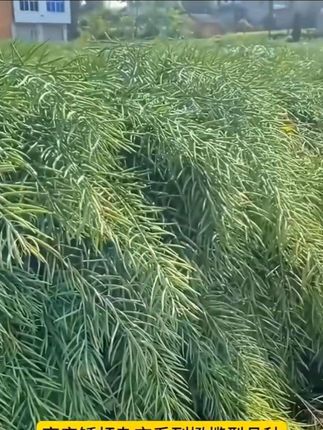 #油菜种子#油菜种植 #三农 #农产品 #农民不易