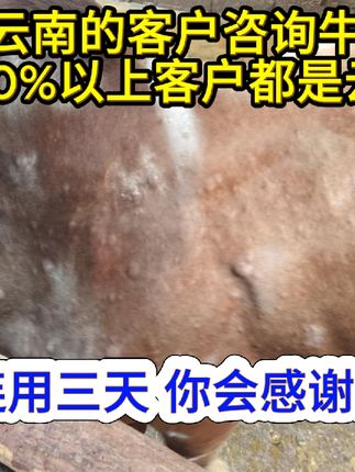 牛结节病,小牛用一套,大牛用两套,连用三到四天,你会感谢我!#牛结节病 #牛疙瘩病 #养牛人