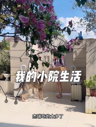 杰瑞爱吃的粮来了,乐死它了.#昆明犬 #工作犬 #萌宠 #萌宠出道计划 #萌宠成精了