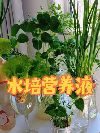 要想植物养的枝繁叶茂,光浇自来水肯定不行,可以试试这款水培营养液#水培植物 #水培 #史丹利#营养液