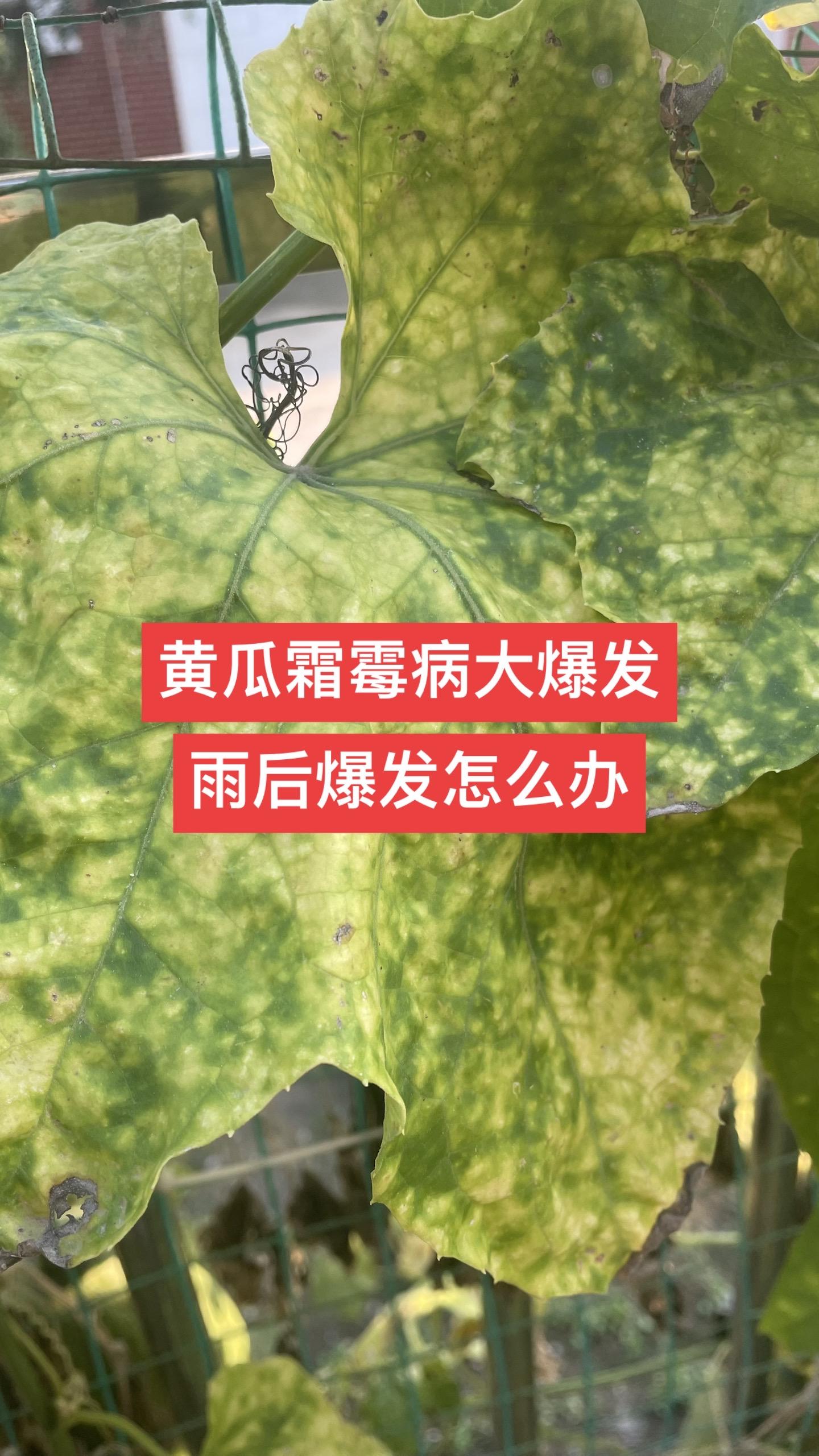 黄瓜雨后霜霉病爆发,就用它#菌斩净#黄瓜病害#黄瓜种植