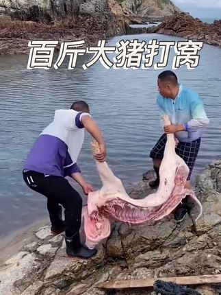 花了一千五搞了一头猪打窝,五台水龙狂抽四五个小时终于抽干了这个大海坑,里面的鱼根本抓不完,太过瘾了吧#赶海赶海赶海啦 #赶海生活 #渔民生活 #户外抓鱼 #户外赶海抓海鲜