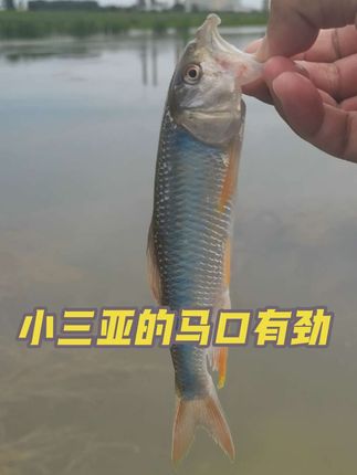 #钓鱼的乐趣只有钓鱼人懂 #路亚 #路亚马口 #微物路亚 #钓鱼人就是这么疯狂