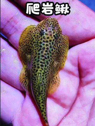 爬岩吸鳅鱼 #爬岩鳅 #吸鳅 #麦氏吸鳅 #原生鱼 #观赏鱼