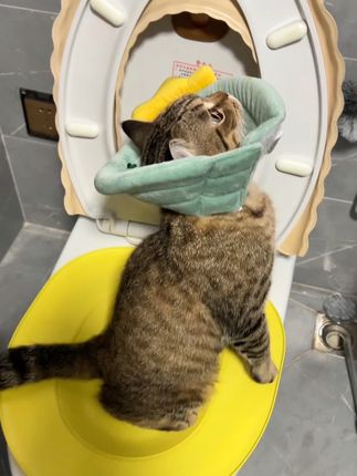 孩子算不算有才华?大清早大号小号都自行解决~#家有萌宠 #会用马桶的猫