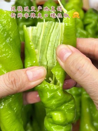 鲜辣爽口的螺丝椒,新鲜采摘产地直供#螺丝椒#辣椒#下饭菜 #新鲜采摘 #优质农产品