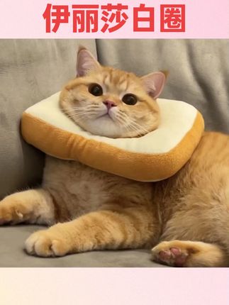#养猫新手 伊丽莎白圈网红款猫咪绝育项圈防抓吐司头套狗狗可爱猫脖圈可调节#新手养宠 #养宠知识 #养猫 #国庆节好物