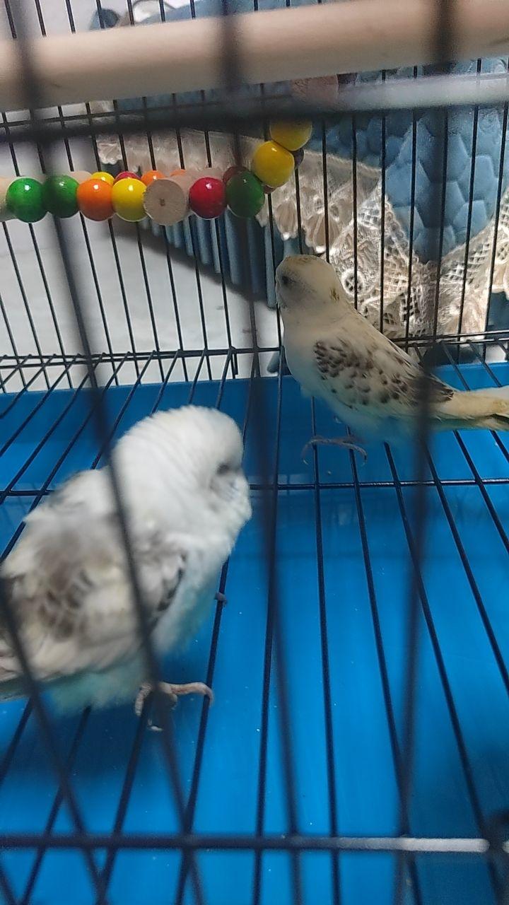 #我在抖音买买买
