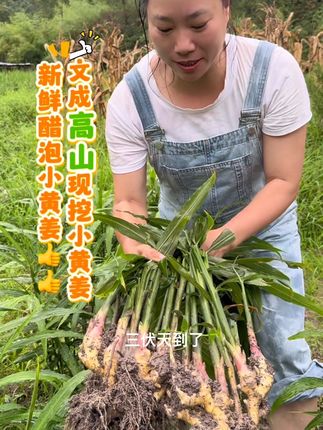 文成高山现挖新鲜小黄姜嫩姜#新鲜采摘 #三农 #农产品 #生姜#农产品