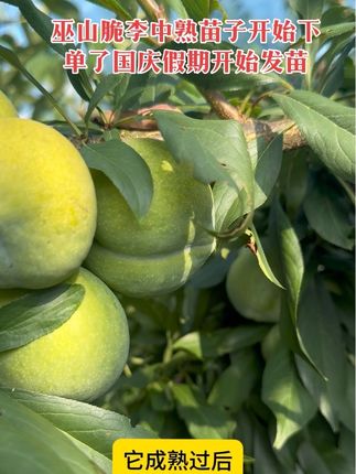 #巫山脆李#果树种植 #小兵农业#农业种植技术
