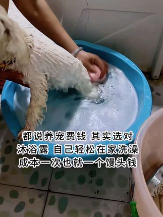 可能很多家人都觉得养宠费钱,我以前也是这样觉得。因为每次去宠物店给狗狗洗澡都要几十块,但是现在自从养了狗以后,就自己在家给他洗,其实狗狗是很爱洗澡的#可爱萌宠 #科学养宠 #狗狗洗澡 #狗狗沐浴露 #自用好物分享