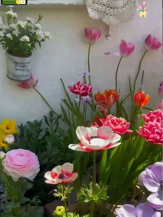 花自开郁金香种球球根花卉自然球大种球好养护栽培南方北方栽种#郁金香种球 #郁金香 #花卉种球 #庭院花卉 #郁金香种植