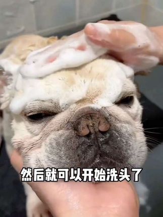 宠物专用沐浴露#宠物用品 #宠物洗护 #给狗狗洗澡 #养狗人 #宠物知识