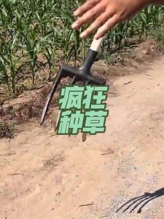 锰钢四齿翻地钢叉,翻地松土,开荒 起葱姜蒜都可以#高性能实用工具 #开荒种地 #春耕