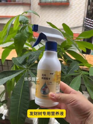 想要养好发财树,平时施肥不能少,可以试试这个发财树专用营养液#发财树养护 #施肥 #病害防治 #园艺盆栽 #花卉绿植