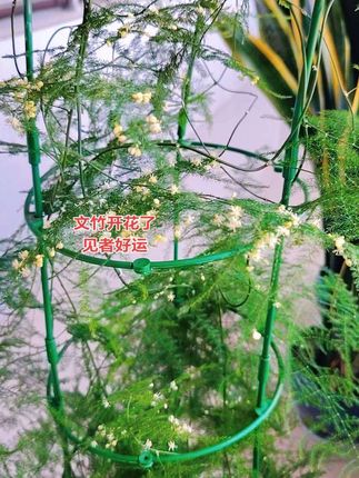 #文竹#家庭养花 #爱生活爱养花 #绿植