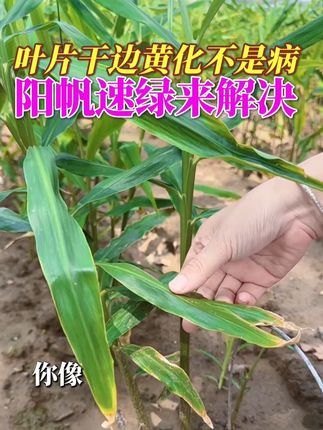 大姜干尖干边呈现红褐色,生理性黄叶等 叶喷阳帆速绿高效防护,做大姜的防晒衣 45元一套一亩地,10送一#阳帆速绿 #加能速绿 #生理性黄叶 #黄化