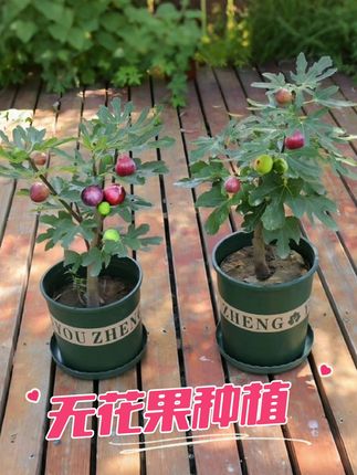 宝子们,快瞧这神奇的小树苗!只要你在家种下,它定不负所望,挂满一树 “糖包子”,颗颗都是软糯香甜的蜜糖心——无花果。它堪称结果“劳模”,种植完全没难度,不挑土壤,不惧温度变化。随便把它埋进土里,无需繁琐照料,就能大串大串结果,自带果酱夹心,一口咬下,甜蜜在舌尖散开,老人小孩都爱惨。现在粗壮带芽的苗子就在左下角,盆栽地栽皆可,当下种下,不久就能品尝美味果实!#抖音助农扶农 #无花果 #无花果树苗 #阳台小院均可种植 #优质种苗