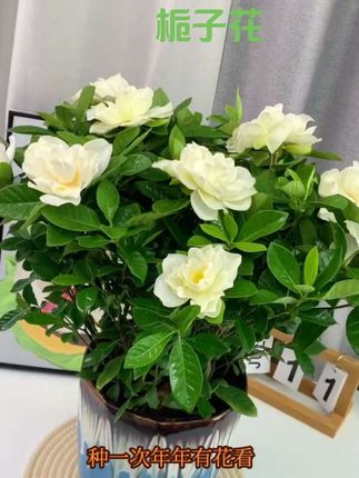 家里什么花都不养,也要养一盆栀子花,它的花朵比香水还要香,养一盆左邻右舍都能闻到香味,而且它四季常绿,非常好养,灌点水就能存活。关键是养一盆,一次开花就能年年开花,它的花语永恒的爱,一生的守候,特别适合家庭养护,喜欢的你也快来养一盆吧!#爱生活爱养花 #必备 #上热搜 #强烈推荐 #好东西一起分享