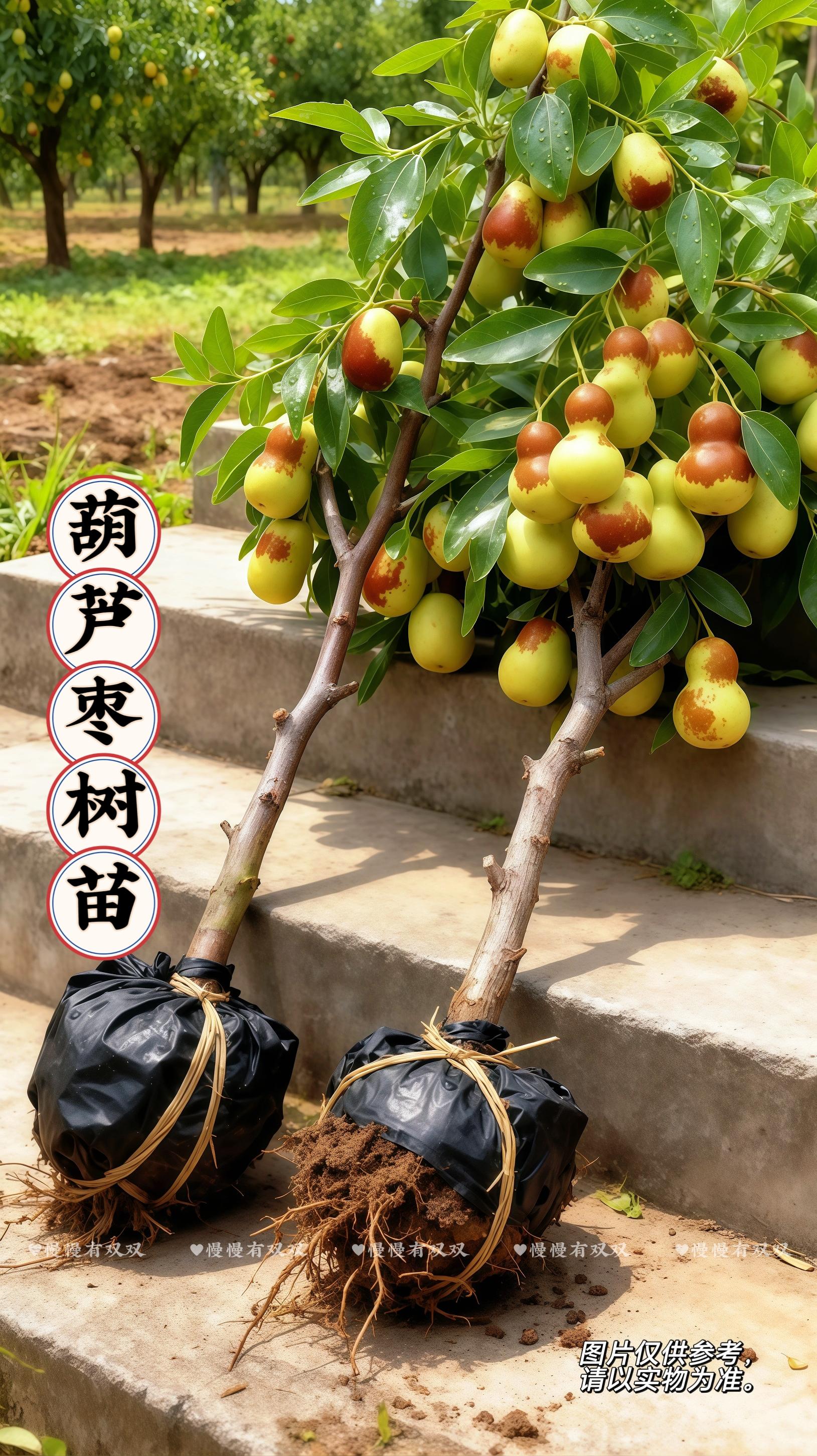 葫芦枣树苗。这葫芦枣树苗,把“易成活、有特色、省钱”全拿捏了🥰 易成活体现在带土球的健壮根系,种植后能快速扎根生长;有特色是葫芦枣本身的品种优势,外形像葫芦、口感脆甜;省钱则是树苗超便宜超划算,花不多的钱就能入手。不管是想给自家生活添点“种植乐趣”的普通家庭,还是想发展特色果树种植产业的农户,又或者是喜欢园艺创作的达人,用它都很合适,既能体验种植的快乐,又能收获有特色的果实,还能节省成本,简直是“特色果树种植里的实用好物”,必须入手呀~ #葫芦枣树苗实用好物 #种植乐趣生活 #特色种植产业 #园艺创作达人 #超便宜超划算@上热门🔥🔥🔥 @DOU+小助手
