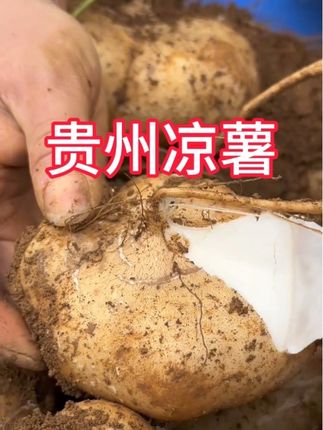 中秋啃“月亮”?不如炫这口地萝卜!贵州人的脆甜宝藏🏮 别人中秋啃月饼🥮 贵州人中秋狂炫地萝卜! 长得像人参的土宝贝 一口咔嚓爆汁💦 清甜爽过冬枣!解腻秒杀水果盘! 团圆饭后全家围桌啃萝卜 比嗑瓜子还上头!! 🌕中秋限定时令货 🎑送礼自带吉祥寓意(“菜头”好彩头) 🔥现在下单现挖现发,过节当天啃鲜脆! #中秋宝藏美食 #地萝卜 #应季水果 #贵州特产