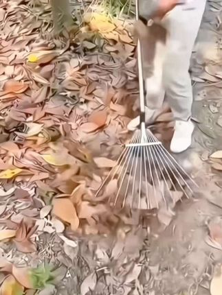 园艺楼草耙 CPA丨搂草耙子伸缩式不锈钢扫树叶落叶可调节耙铁耙子伸缩草爬工#实用好物#方便又实用#耙子#农用工具#生活好帮手