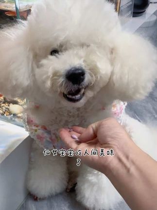 美好真被美丽带坏了,人家装瘸 她天天装淑女,这不吃那不吃说要苗条,这不 把自己饿三天了,装不下去了,饿的眼花缭乱的,主动来要叶黄素补补眼睛#养狗经验分享 #萌宠推荐官 #狗子成精了 #科学养宠