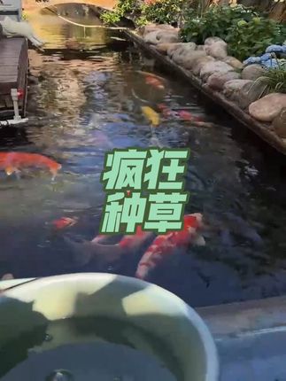 #观赏鱼必备 #阿维菌素 #杀虫必备 #阿维菌素推荐 锦鲤双杀杀虫必备阿维菌素溶液解决水产养殖外寄生虫#养鱼必备