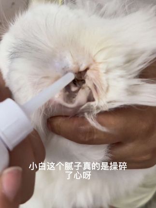 逆子小白 清洁耳朵 胖花美男一枚 #抖音萌宠 #狮子猫 #我和我的猫 #猫咪 #猫