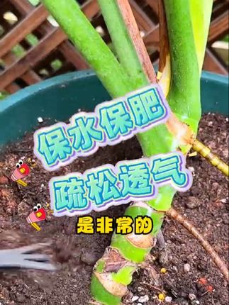 回购了N次的腐殖营养花土,千万不要停产啊#营养土#腐殖土#花土#有机土