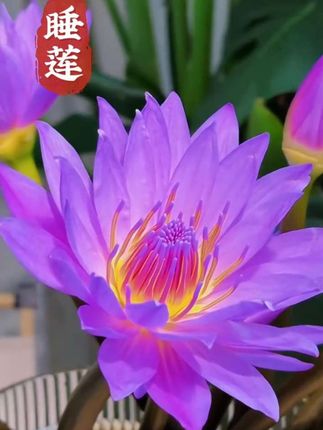 藏在花束里的“水中精灵”——睡莲鲜花。无需繁杂搭配,单支便足够惊艳。晨启暮闭,自带韵律之美,为生活增添一份色彩#睡莲 #睡莲鲜花 #睡莲盛开 #睡莲开花非常好看漂亮 #睡莲插花