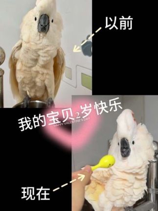 我的小鸟2岁快乐,边流泪边剪!希望我替你许的生日愿望能成真! #宠物生日#鹦鹉#宠物#是宠物更是家人 #萌宠日常记录