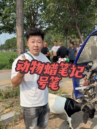 养羊记号笔蜡笔动物 #三农养殖 #养羊人 #农村养殖 #养羊技术 #新农人计划