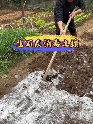 我每次种菜前都会把地整理干净,然后撒上些生石灰,翻拌均匀,然后再种下茬菜,这样病虫害少。#种菜 #自己种的纯天然的绿色蔬菜 #生石灰