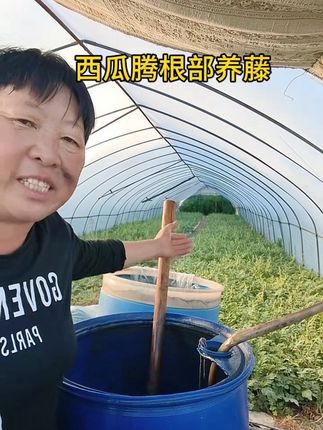 西瓜腾的根部养藤,一瓶大爆根可以冲施2亩地,再加15斤葱复合肥一起冲,慢慢的你的西瓜腾,西瓜都会慢慢长起来了,你们的藤子养了吗#西瓜#西瓜管理#三农种植 #种植小技巧 #自用好物分享