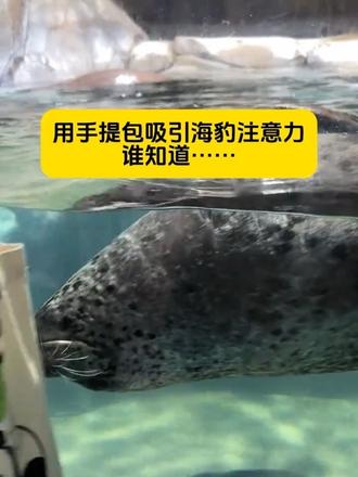 豹儿这个高冷 #海豹怎么那么可爱 #斑海豹 #可爱 #抽象 #海豹宝宝