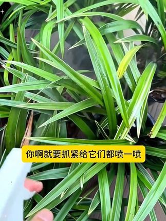 #病虫害防治 #花病糠 #养花小知识 #家庭养花